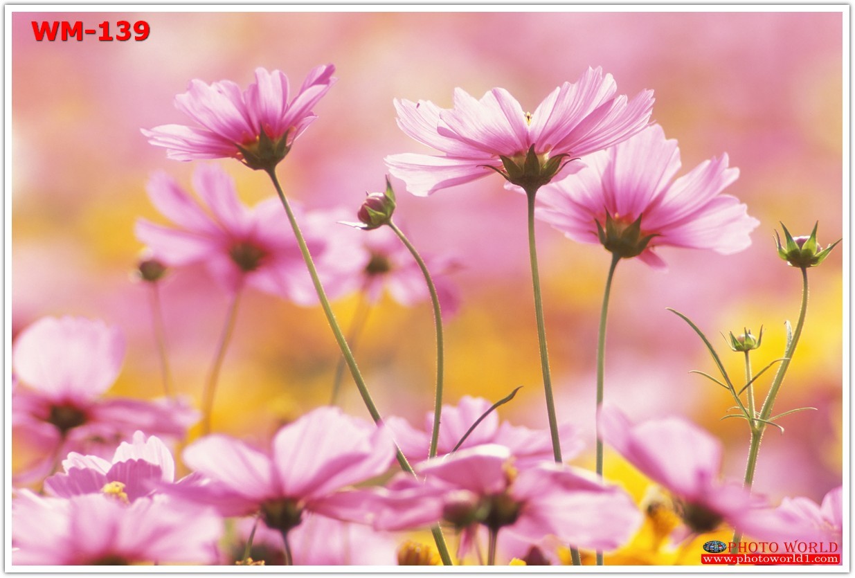 วอลเปเปอร์รูปภาพติดผนังสั่งทำ มีภาพให้เลือกกว่า 50,000 ภาพ ออกแบบกราฟฟิค หรือ รูปภาพตามที่ท่านกำหนด ในสไตล์ท่านเอง "custom made"