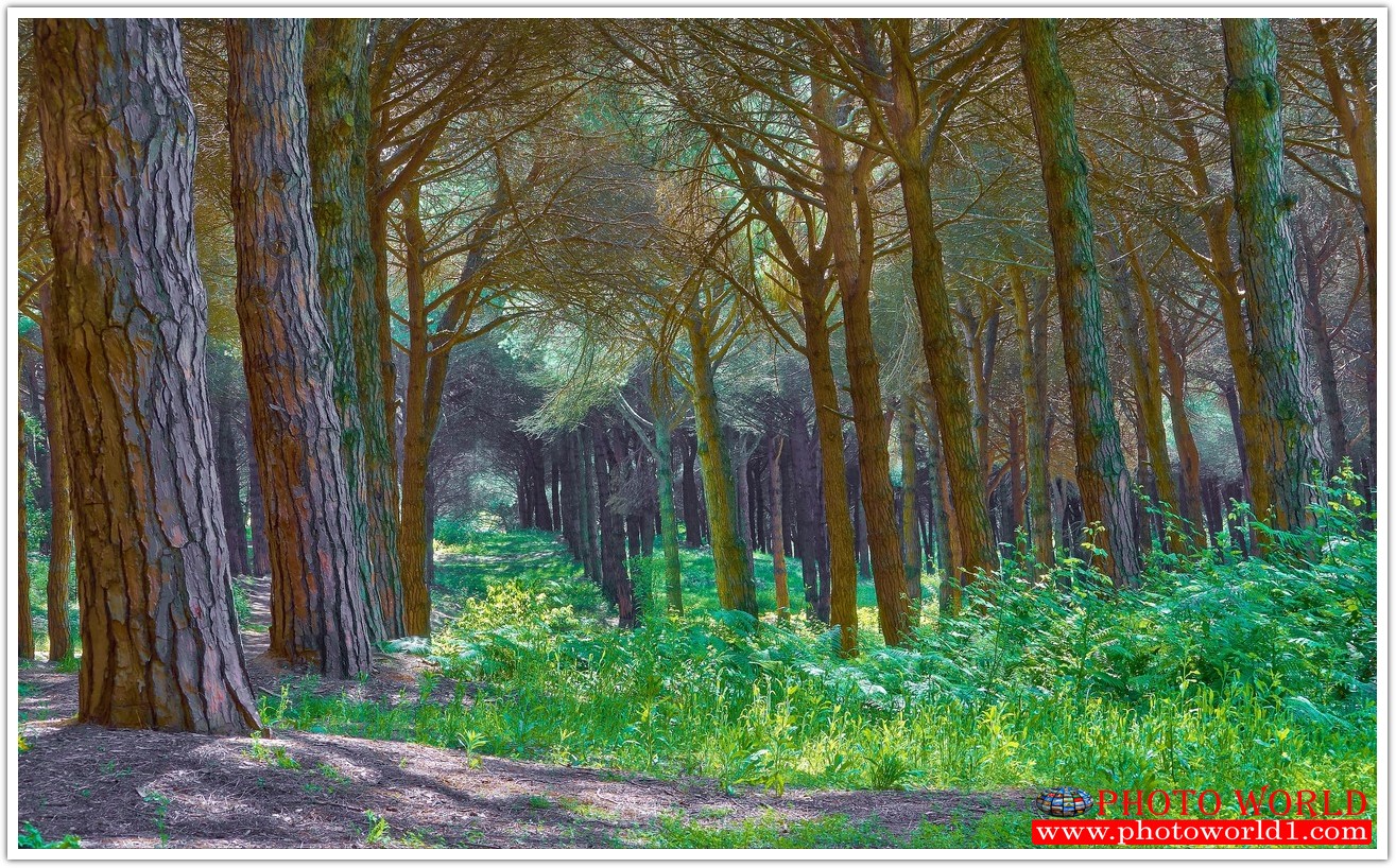 NATURAL วอลเปเปอร์รูปภาพติดผนังสั่งทำ มีภาพให้เลือกกว่า 50,000 ภาพ ออกแบบกราฟฟิค หรือ รูปภาพตามที่ท่านกำหนด ในสไตล์ท่านเอง "custom made"