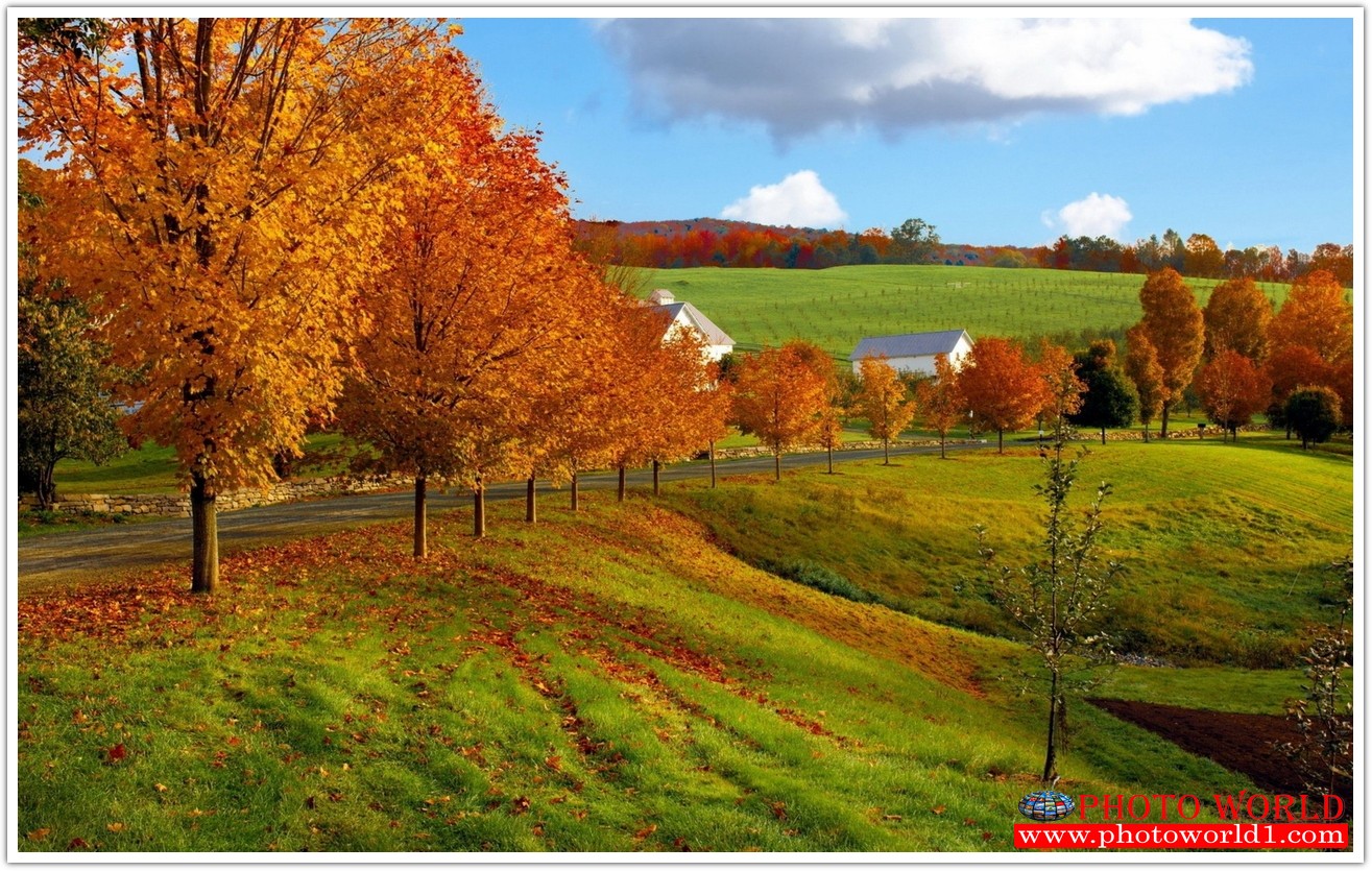 NATURAL วอลเปเปอร์รูปภาพติดผนังสั่งทำ มีภาพให้เลือกกว่า 50,000 ภาพ ออกแบบกราฟฟิค หรือ รูปภาพตามที่ท่านกำหนด ในสไตล์ท่านเอง "custom made"