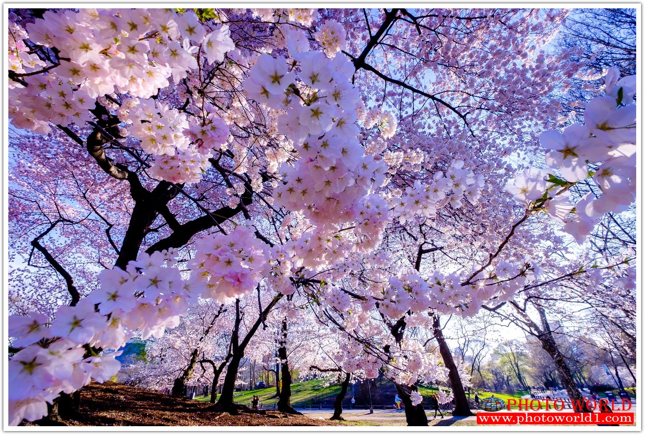 วอลเปเปอร์รูปภาพติดผนังสั่งทำ มีภาพให้เลือกกว่า 50,000 ภาพ ออกแบบกราฟฟิค หรือ รูปภาพตามที่ท่านกำหนด ในสไตล์ท่านเอง "custom made"