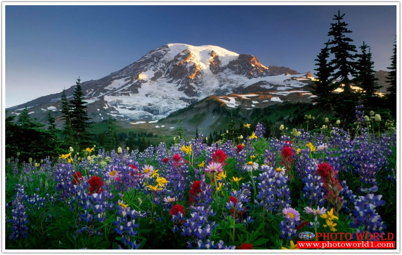 NATURAL วอลเปเปอร์รูปภาพติดผนังสั่งทำ มีภาพให้เลือกกว่า 50,000 ภาพ ออกแบบกราฟฟิค หรือ รูปภาพตามที่ท่านกำหนด ในสไตล์ท่านเอง "custom made"