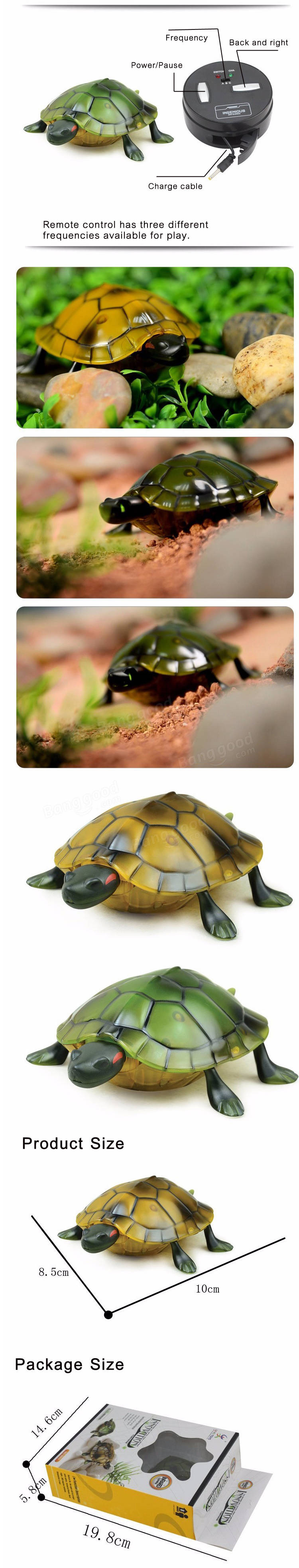 เต่าญี่ปุ่นบังคับ (Innovation Tortoise)