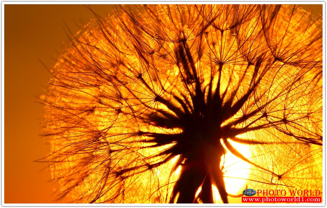 วอลเปเปอร์รูปภาพติดผนังสั่งทำ มีภาพให้เลือกกว่า 50,000 ภาพ ออกแบบกราฟฟิค หรือ รูปภาพตามที่ท่านกำหนด ในสไตล์ท่านเอง "custom made"