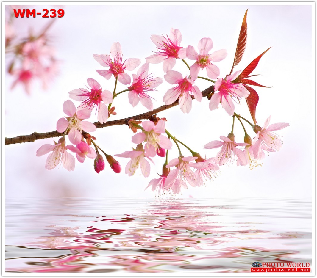 วอลเปเปอร์รูปภาพติดผนังสั่งทำ มีภาพให้เลือกกว่า 50,000 ภาพ ออกแบบกราฟฟิค หรือ รูปภาพตามที่ท่านกำหนด ในสไตล์ท่านเอง "custom made"