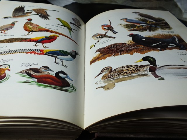 A Natural History of British Birds by Eric Simms . hardcopy 396 pages .copyright 1983