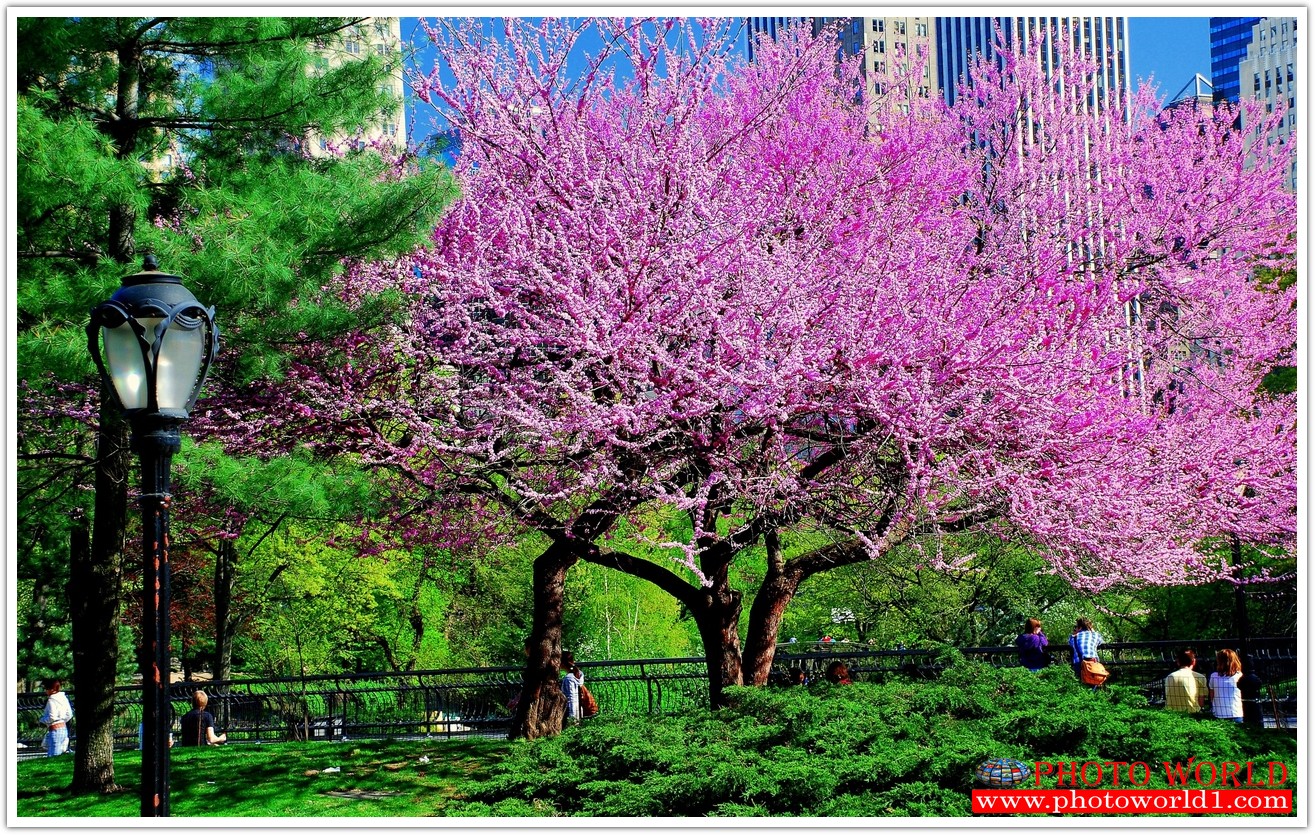 NATURAL วอลเปเปอร์รูปภาพติดผนังสั่งทำ มีภาพให้เลือกกว่า 50,000 ภาพ ออกแบบกราฟฟิค หรือ รูปภาพตามที่ท่านกำหนด ในสไตล์ท่านเอง "custom made"