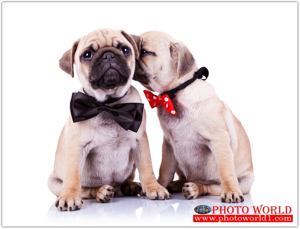 วอลเปเปอร์รูปภาพติดผนังสั่งทำ มีภาพให้เลือกกว่า 50,000 ภาพ ออกแบบกราฟฟิค หรือ รูปภาพตามที่ท่านกำหนด ในสไตล์ท่านเอง "custom made"