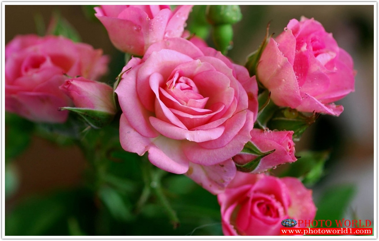 วอลเปเปอร์รูปภาพติดผนังสั่งทำ มีภาพให้เลือกกว่า 50,000 ภาพ ออกแบบกราฟฟิค หรือ รูปภาพตามที่ท่านกำหนด ในสไตล์ท่านเอง "custom made"