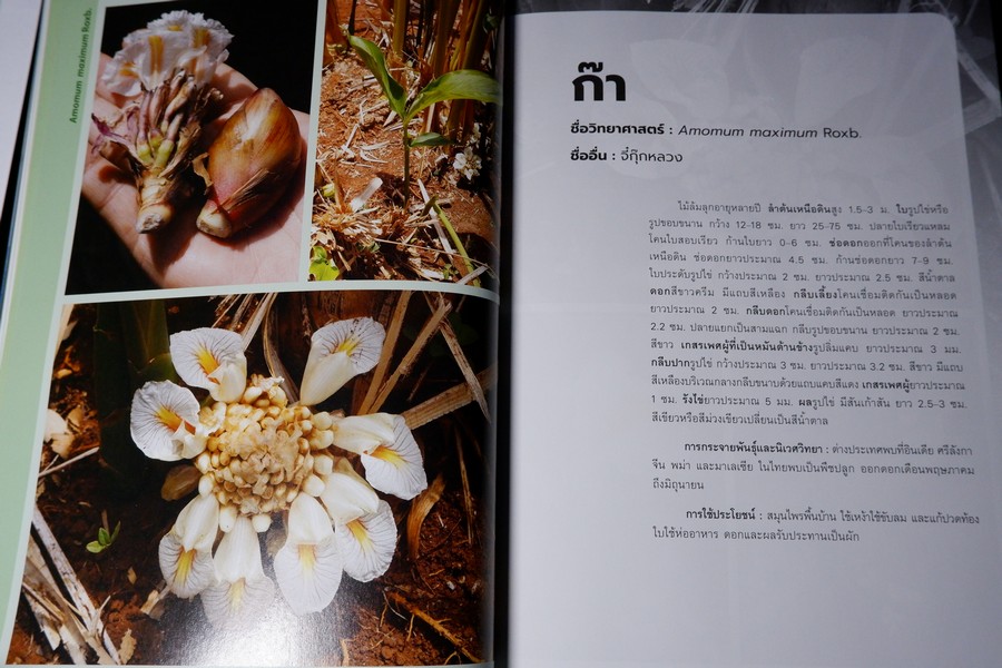 พืชวงศ์ขิง ในสวนพฤกษศาตร์สมเด็จพระนางเจ้าสิริกิติ์ ปกเเข็ง 436 หน้า