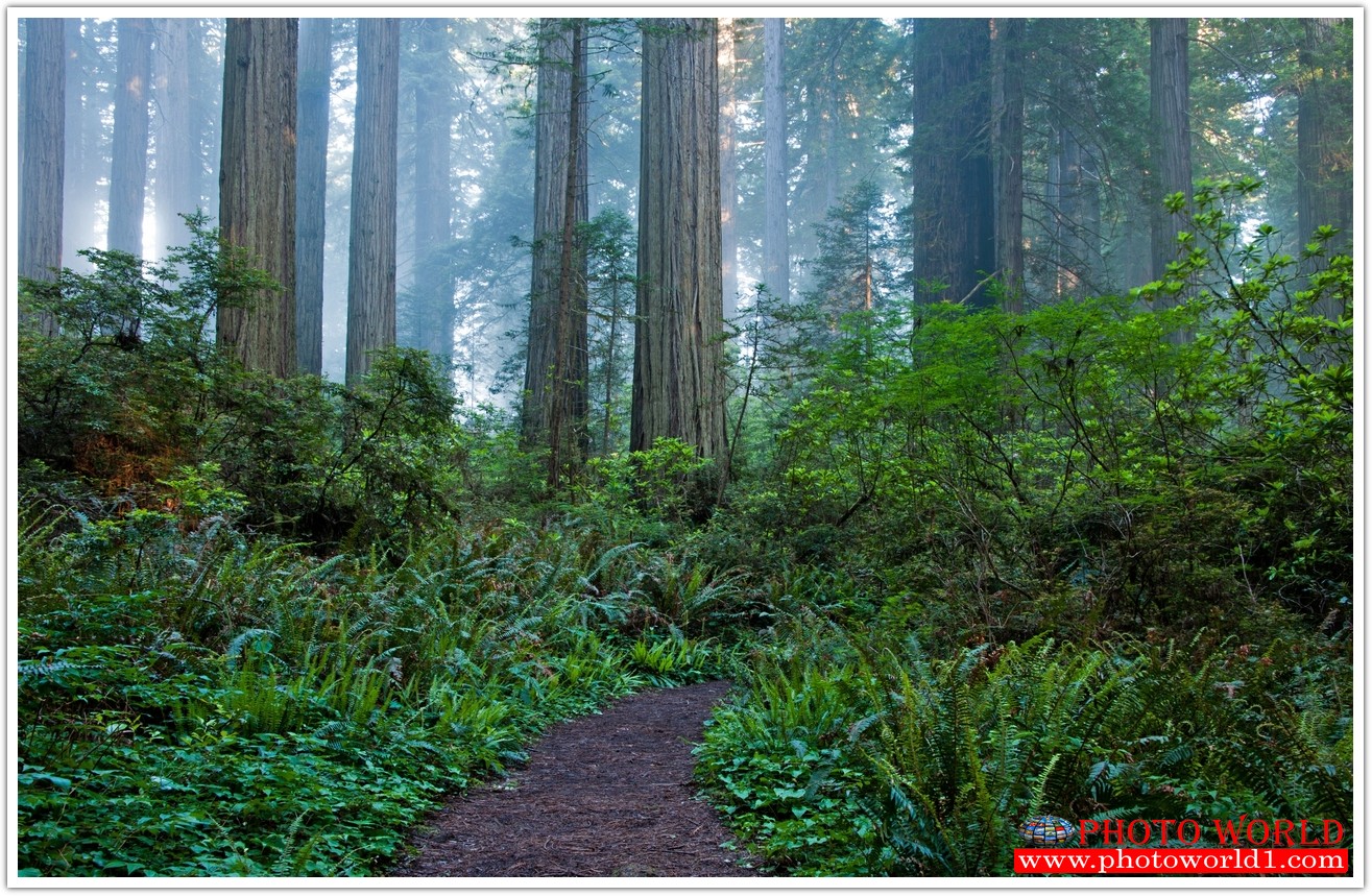 NATURAL วอลเปเปอร์รูปภาพติดผนังสั่งทำ มีภาพให้เลือกกว่า 50,000 ภาพ ออกแบบกราฟฟิค หรือ รูปภาพตามที่ท่านกำหนด ในสไตล์ท่านเอง "custom made"