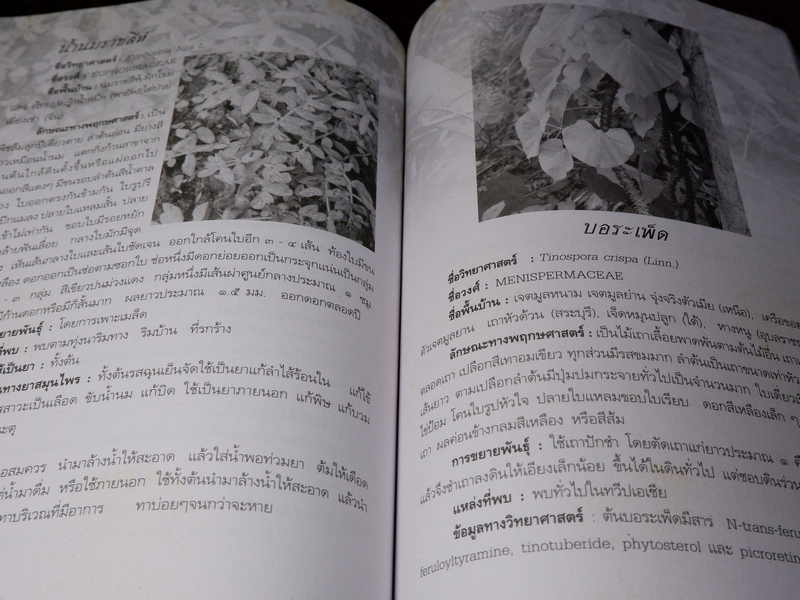 สมุนไพรเพื่อการบำบัดโรค เเก้ว กาญจนา