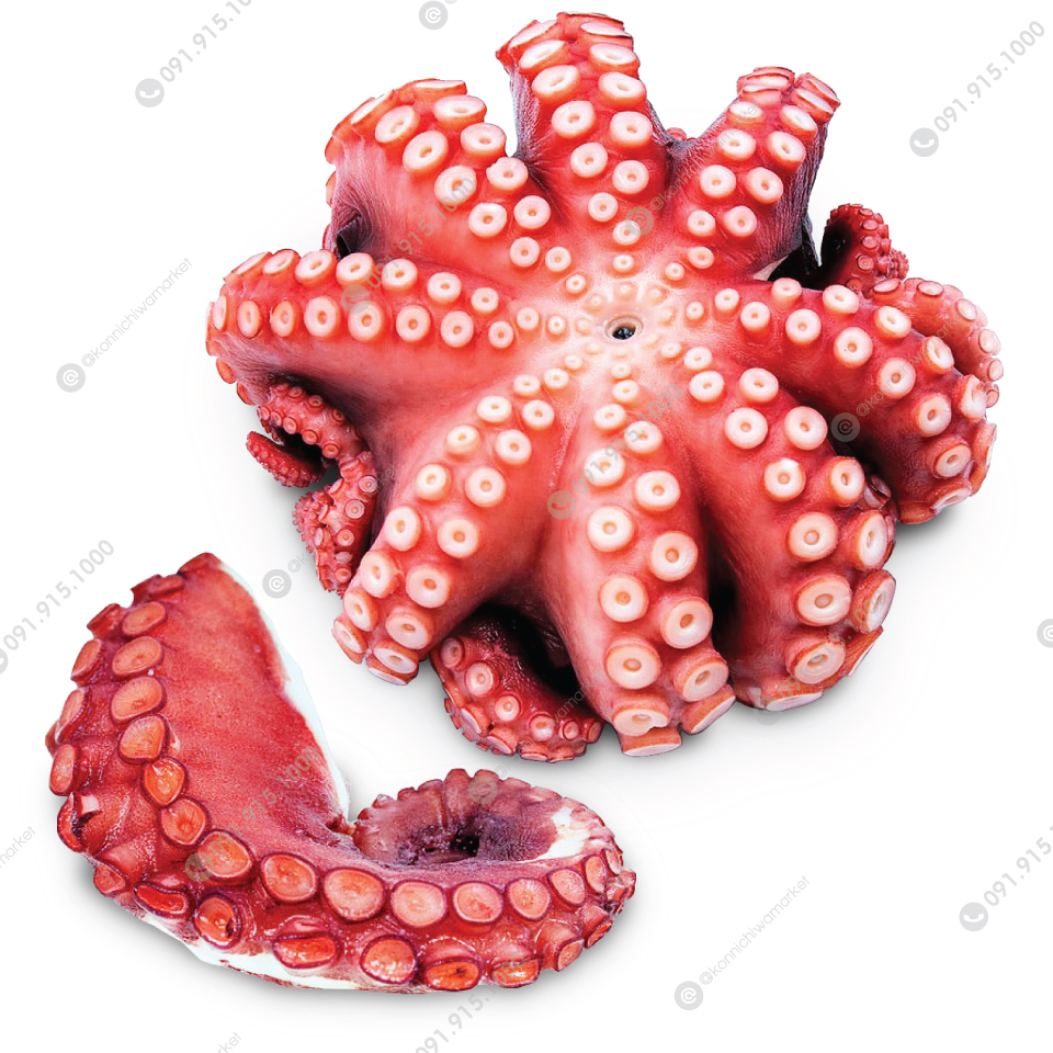 หมึกยักษ์ / Tako