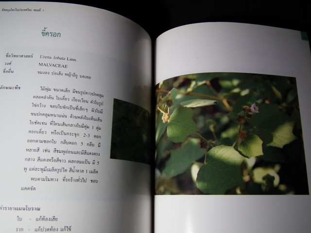 พืชสมุนไพรในประเทศไทย โดย กรมวิทยาศาสตร์การเเพทย์ หนา 219 หน้า ปี 2540