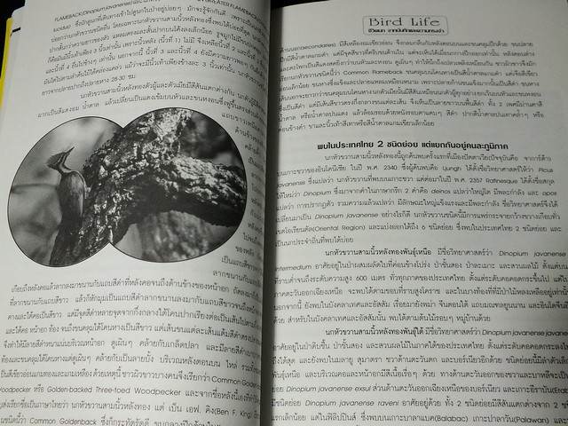ชีวิตนก bird Life จากบันทึก เเละความทรงจำ โดย สุธี ศุภรัฐวิกร เล่ม 1,2,3 รวม 3 เล่ม ปี 2539-40