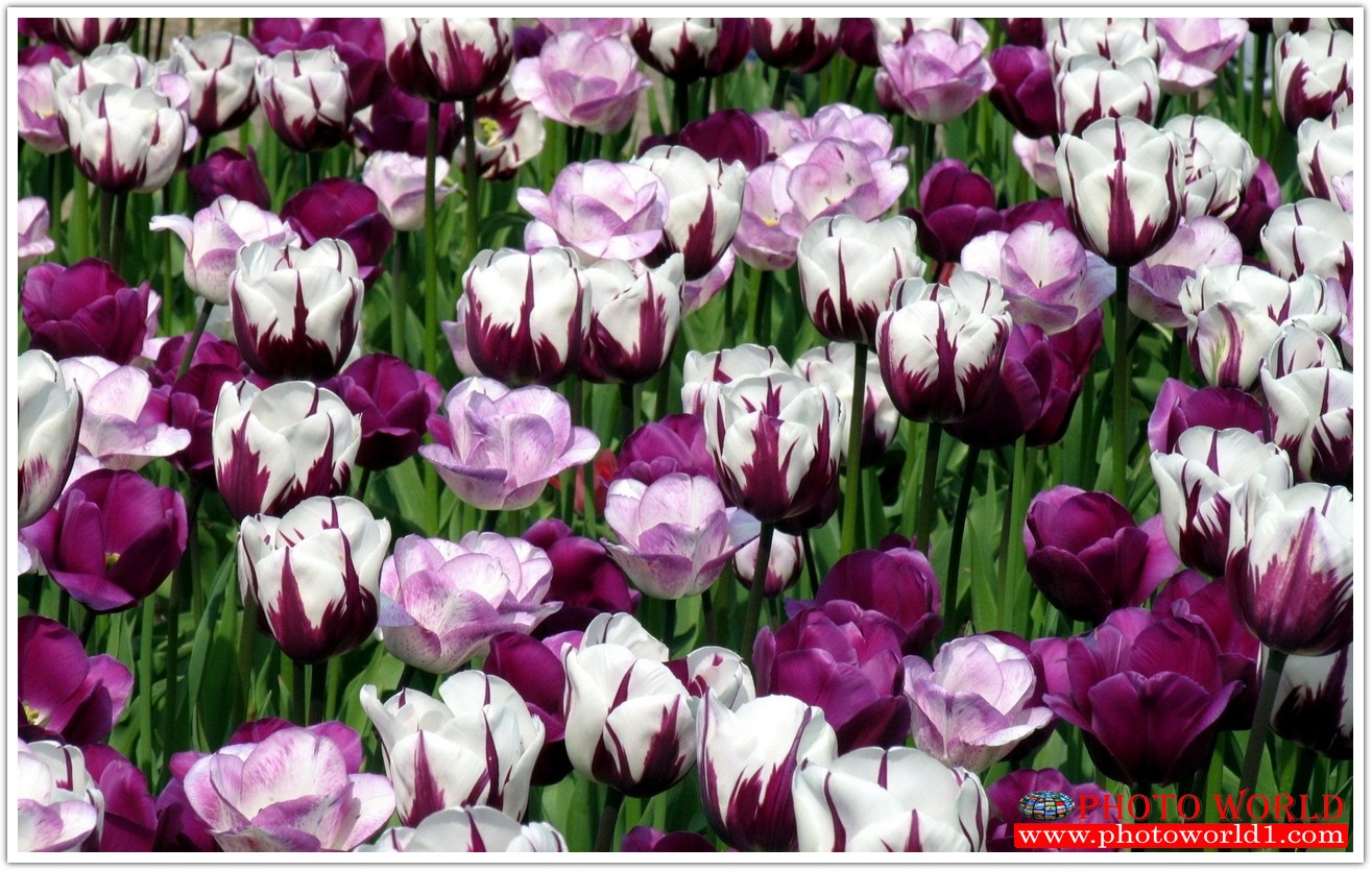 วอลเปเปอร์รูปภาพติดผนังสั่งทำ มีภาพให้เลือกกว่า 50,000 ภาพ ออกแบบกราฟฟิค หรือ รูปภาพตามที่ท่านกำหนด ในสไตล์ท่านเอง "custom made"