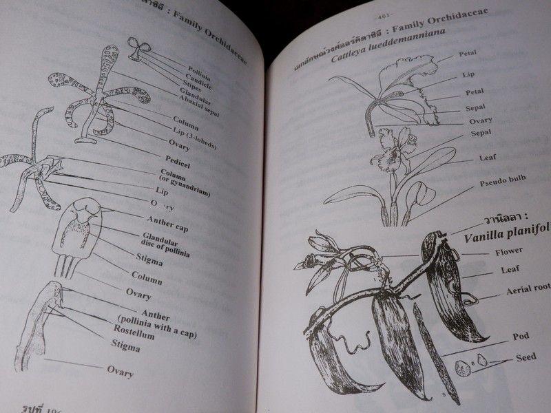 การตรวจเอกลักษณ์พืชสมุนไพร ภาคพิเศษ โดย สถาบันการเเพทย์ไทย เเละ คณะเภสัช ม.เชียงใหม่
