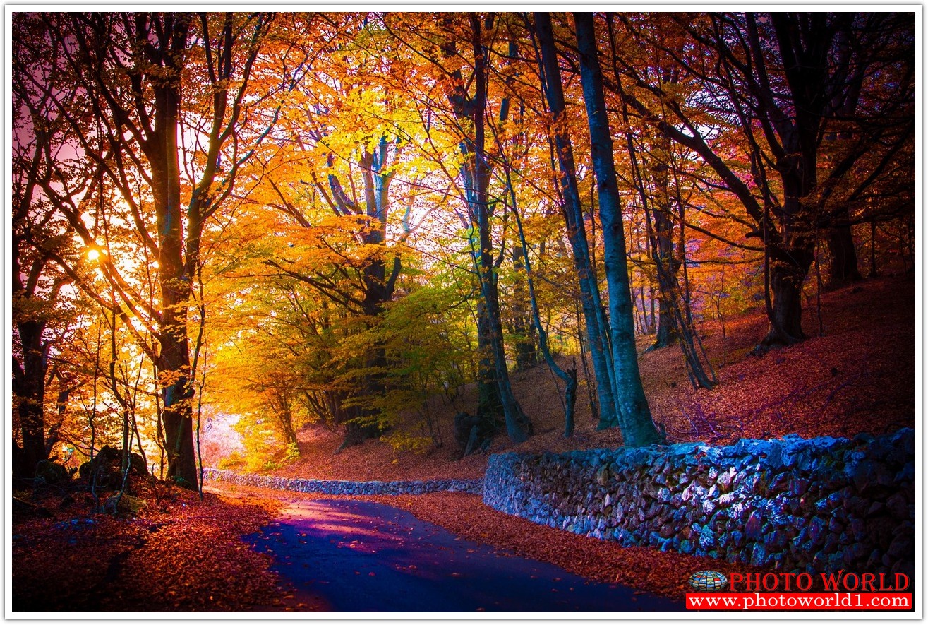 NATURAL วอลเปเปอร์รูปภาพติดผนังสั่งทำ มีภาพให้เลือกกว่า 50,000 ภาพ ออกแบบกราฟฟิค หรือ รูปภาพตามที่ท่านกำหนด ในสไตล์ท่านเอง "custom made"