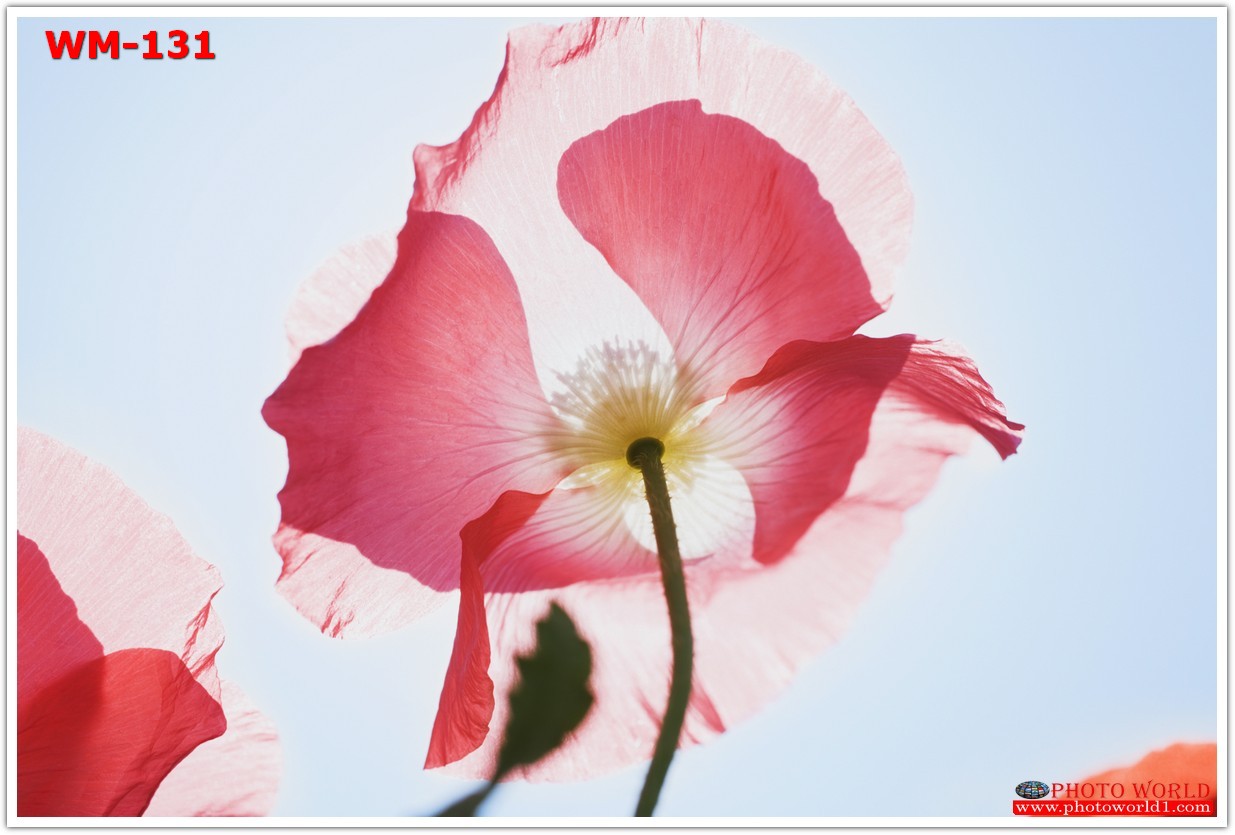 วอลเปเปอร์รูปภาพติดผนังสั่งทำ มีภาพให้เลือกกว่า 50,000 ภาพ ออกแบบกราฟฟิค หรือ รูปภาพตามที่ท่านกำหนด ในสไตล์ท่านเอง "custom made"