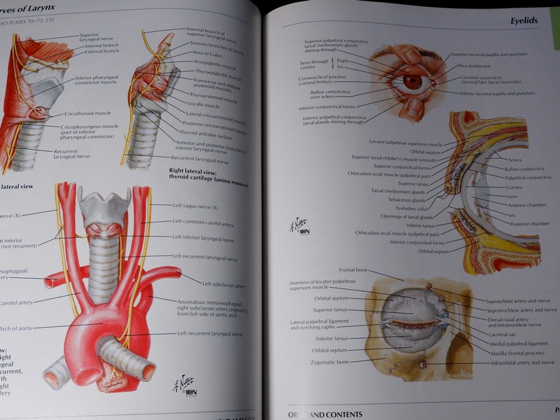 Atlas of Human Anatomyของ Frank H. Netter, MD