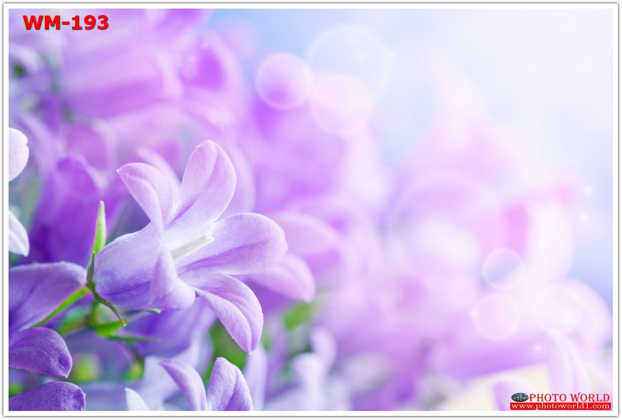 วอลเปเปอร์รูปภาพติดผนังสั่งทำ มีภาพให้เลือกกว่า 50,000 ภาพ ออกแบบกราฟฟิค หรือ รูปภาพตามที่ท่านกำหนด ในสไตล์ท่านเอง "custom made"