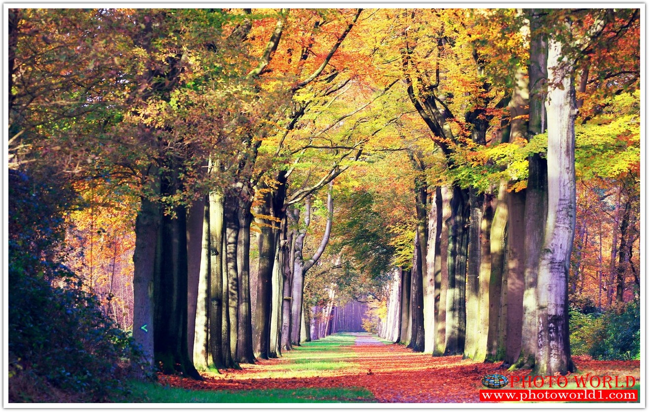 NATURAL วอลเปเปอร์รูปภาพติดผนังสั่งทำ มีภาพให้เลือกกว่า 50,000 ภาพ ออกแบบกราฟฟิค หรือ รูปภาพตามที่ท่านกำหนด ในสไตล์ท่านเอง "custom made"