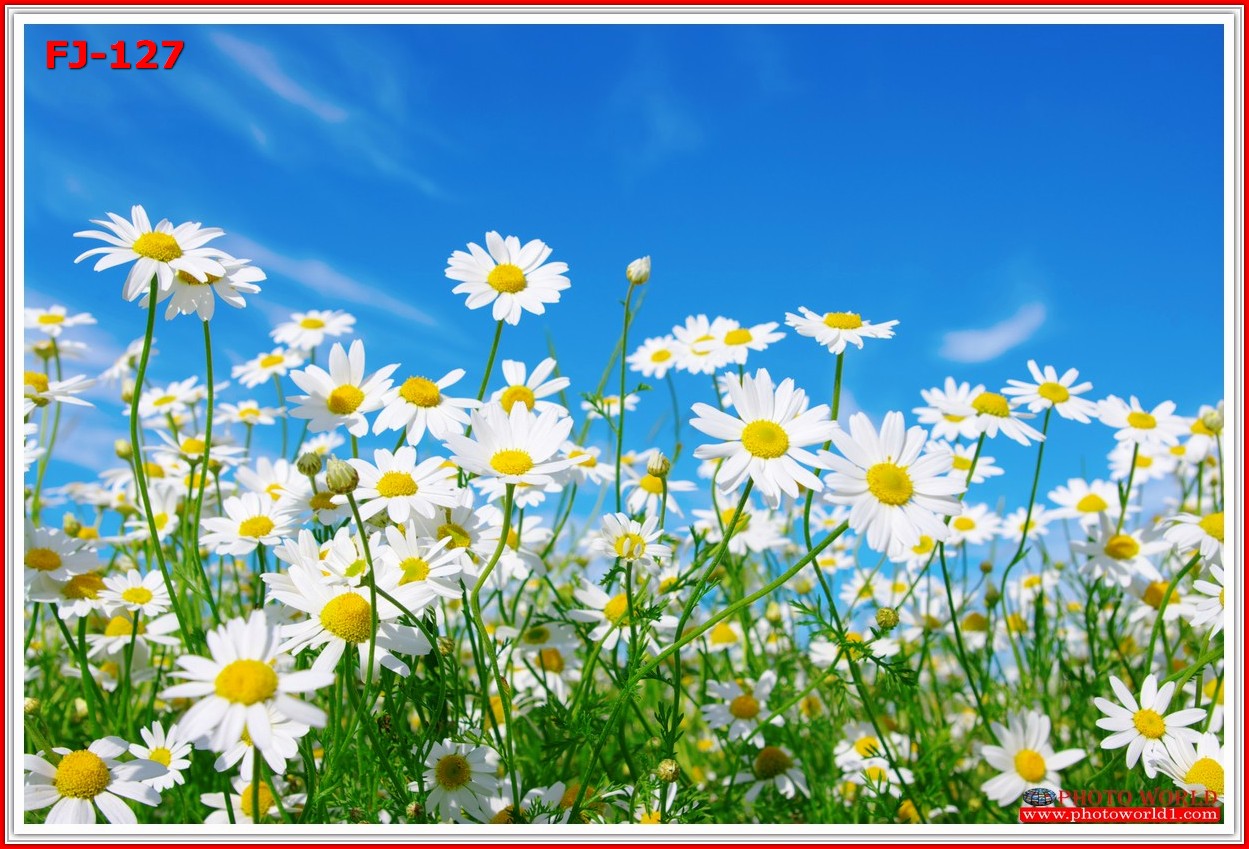 วอลเปเปอร์รูปภาพติดผนังสั่งทำ มีภาพให้เลือกกว่า 50,000 ภาพ ออกแบบกราฟฟิค หรือ รูปภาพตามที่ท่านกำหนด ในสไตล์ท่านเอง "custom made"