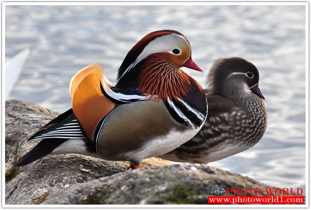 วอลเปเปอร์รูปภาพติดผนังสั่งทำ มีภาพให้เลือกกว่า 50,000 ภาพ ออกแบบกราฟฟิค หรือ รูปภาพตามที่ท่านกำหนด ในสไตล์ท่านเอง "custom made"