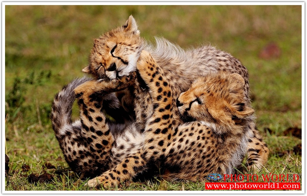 วอลเปเปอร์รูปภาพติดผนังสั่งทำ มีภาพให้เลือกกว่า 50,000 ภาพ ออกแบบกราฟฟิค หรือ รูปภาพตามที่ท่านกำหนด ในสไตล์ท่านเอง "custom made"