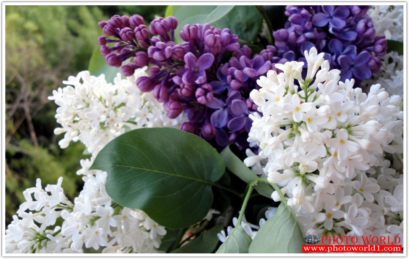 วอลเปเปอร์รูปภาพติดผนังสั่งทำ มีภาพให้เลือกกว่า 50,000 ภาพ ออกแบบกราฟฟิค หรือ รูปภาพตามที่ท่านกำหนด ในสไตล์ท่านเอง "custom made"