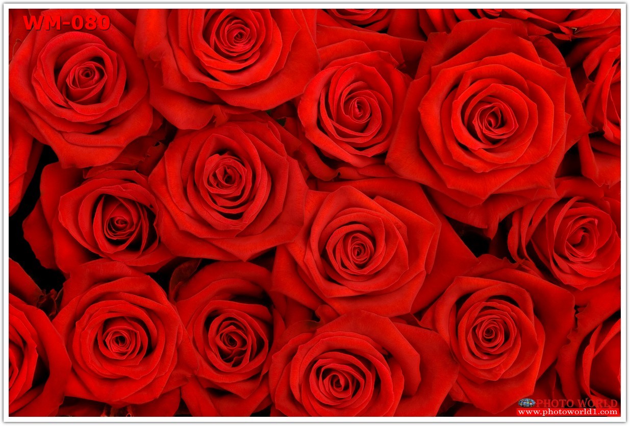 วอลเปเปอร์รูปภาพติดผนังสั่งทำ มีภาพให้เลือกกว่า 50,000 ภาพ ออกแบบกราฟฟิค หรือ รูปภาพตามที่ท่านกำหนด ในสไตล์ท่านเอง "custom made"