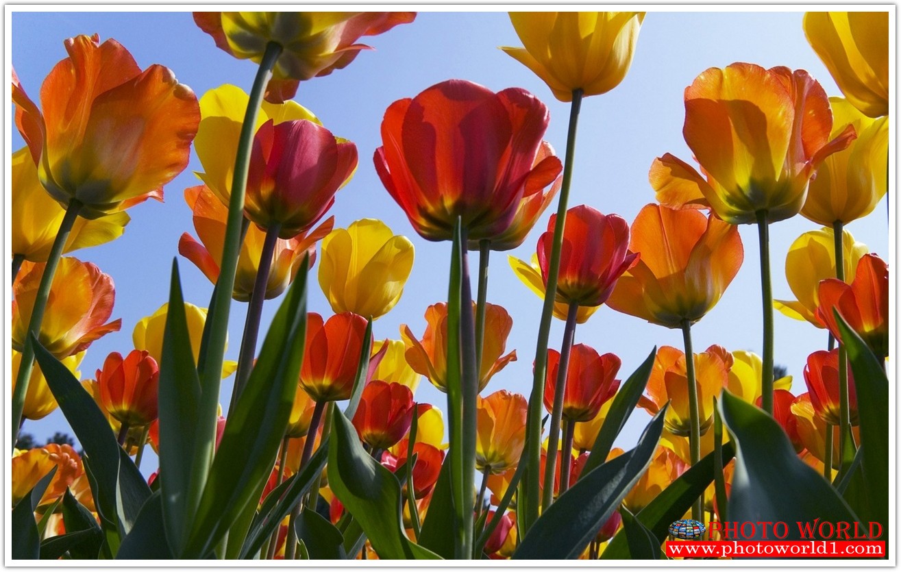 วอลเปเปอร์รูปภาพติดผนังสั่งทำ มีภาพให้เลือกกว่า 50,000 ภาพ ออกแบบกราฟฟิค หรือ รูปภาพตามที่ท่านกำหนด ในสไตล์ท่านเอง "custom made"