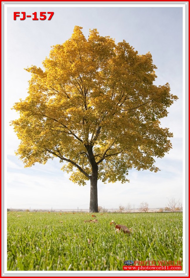 วอลเปเปอร์รูปภาพติดผนังสั่งทำ มีภาพให้เลือกกว่า 50,000 ภาพ ออกแบบกราฟฟิค หรือ รูปภาพตามที่ท่านกำหนด ในสไตล์ท่านเอง "custom made"