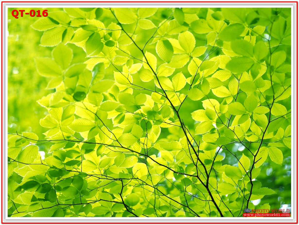 วอลเปเปอร์รูปภาพติดผนังสั่งทำ มีภาพให้เลือกกว่า 50,000 ภาพ ออกแบบกราฟฟิค หรือ รูปภาพตามที่ท่านกำหนด ในสไตล์ท่านเอง "custom made"