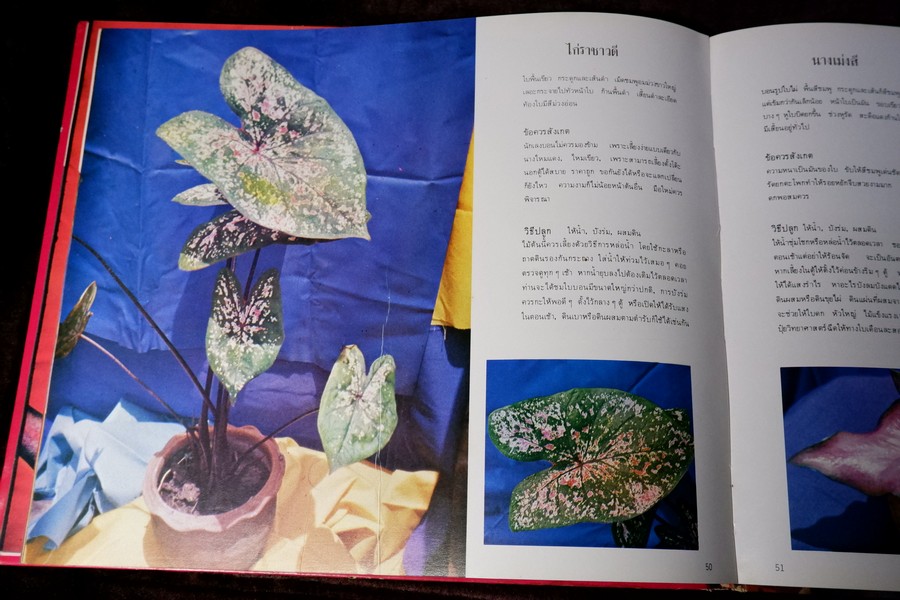 ตะลุยดงบอน โดย เชษฐา ปกเเข็ง 113 หน้า ปี 2524