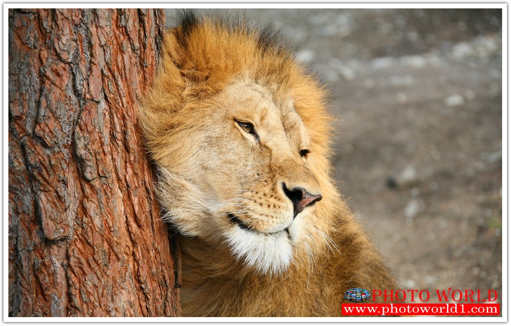 วอลเปเปอร์รูปภาพติดผนังสั่งทำ มีภาพให้เลือกกว่า 50,000 ภาพ ออกแบบกราฟฟิค หรือ รูปภาพตามที่ท่านกำหนด ในสไตล์ท่านเอง "custom made"