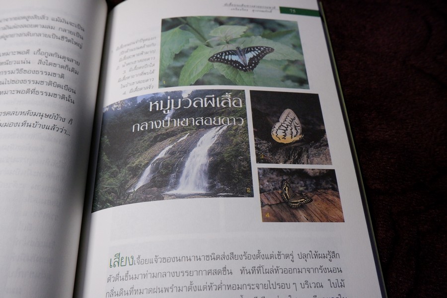 ผีเสื้อ บนเส้นทางสายธรรมชาติ โดย เกรียงไกร สุวรรณภักดิ์