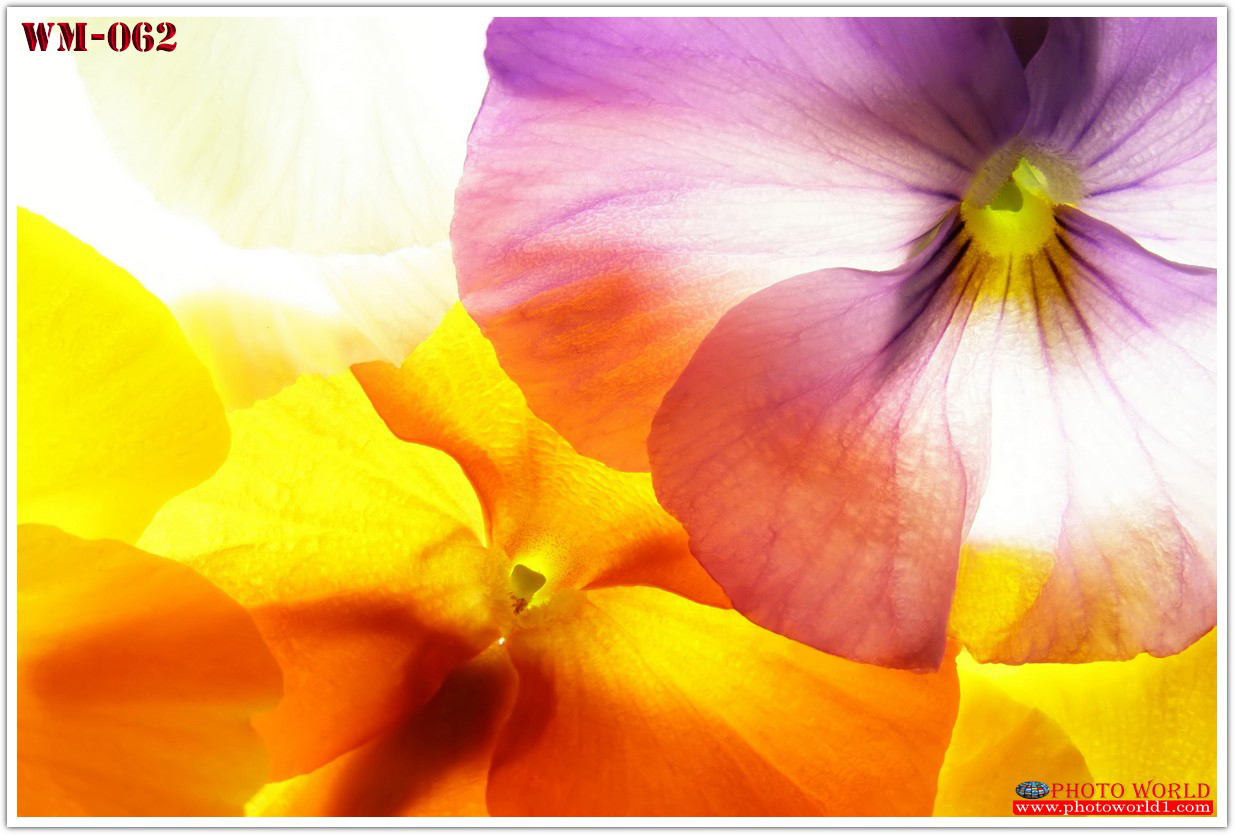 วอลเปเปอร์รูปภาพติดผนังสั่งทำ มีภาพให้เลือกกว่า 50,000 ภาพ ออกแบบกราฟฟิค หรือ รูปภาพตามที่ท่านกำหนด ในสไตล์ท่านเอง "custom made"