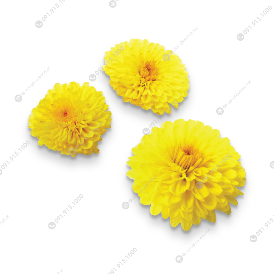 ดอกโคกิคุ / Fresh Flower Kogiku