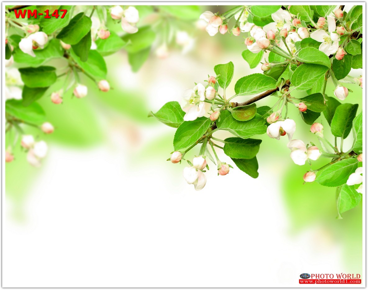 วอลเปเปอร์รูปภาพติดผนังสั่งทำ มีภาพให้เลือกกว่า 50,000 ภาพ ออกแบบกราฟฟิค หรือ รูปภาพตามที่ท่านกำหนด ในสไตล์ท่านเอง "custom made"