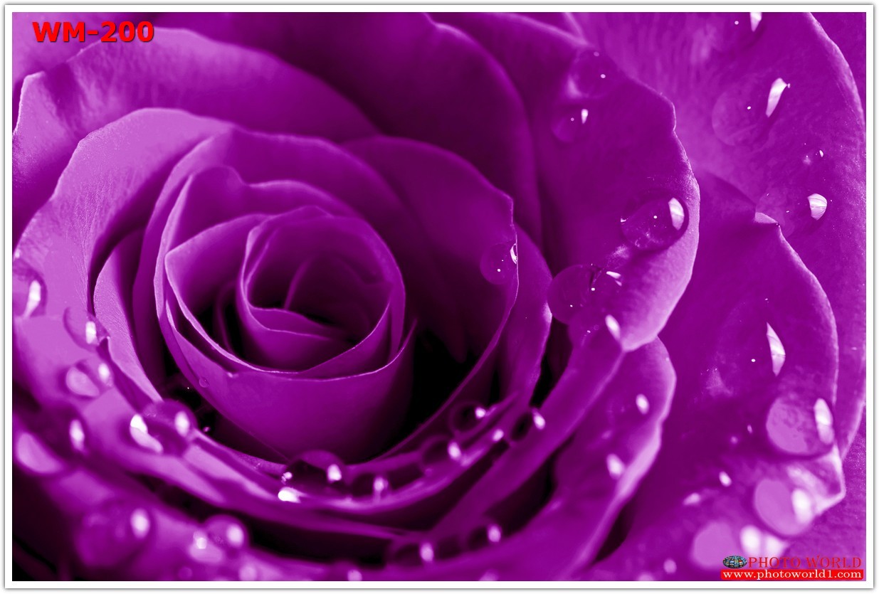 วอลเปเปอร์รูปภาพติดผนังสั่งทำ มีภาพให้เลือกกว่า 50,000 ภาพ ออกแบบกราฟฟิค หรือ รูปภาพตามที่ท่านกำหนด ในสไตล์ท่านเอง "custom made"