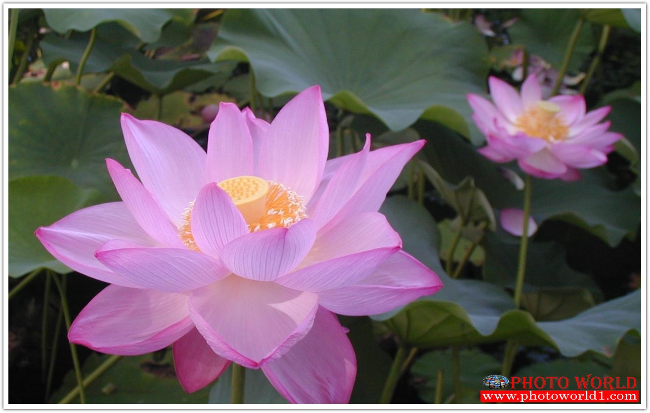 วอลเปเปอร์รูปภาพติดผนังสั่งทำ มีภาพให้เลือกกว่า 50,000 ภาพ ออกแบบกราฟฟิค หรือ รูปภาพตามที่ท่านกำหนด ในสไตล์ท่านเอง "custom made"