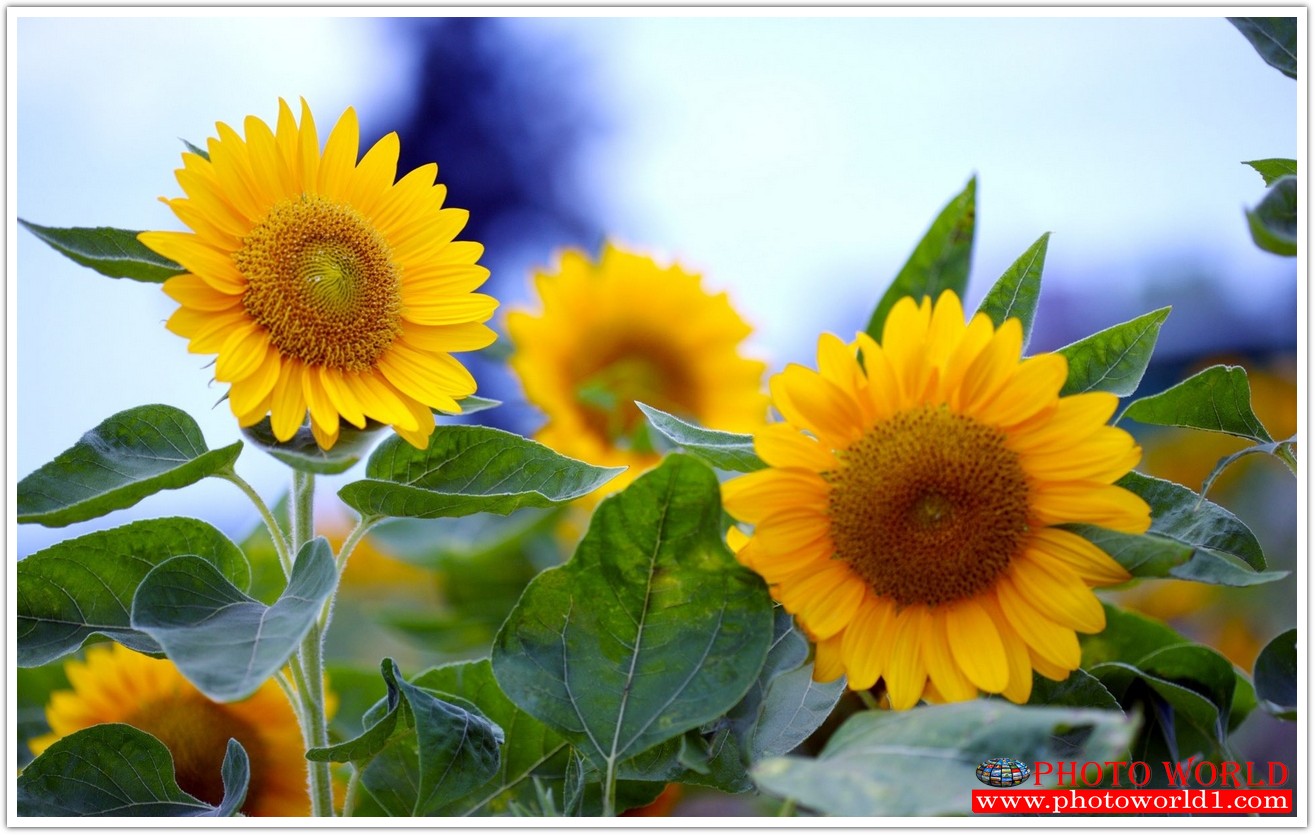 วอลเปเปอร์รูปภาพติดผนังสั่งทำ มีภาพให้เลือกกว่า 50,000 ภาพ ออกแบบกราฟฟิค หรือ รูปภาพตามที่ท่านกำหนด ในสไตล์ท่านเอง "custom made"