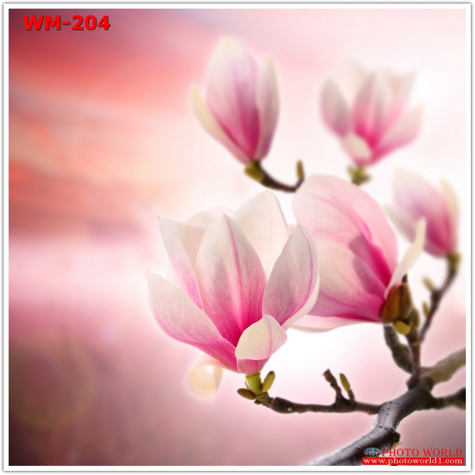 วอลเปเปอร์รูปภาพติดผนังสั่งทำ มีภาพให้เลือกกว่า 50,000 ภาพ ออกแบบกราฟฟิค หรือ รูปภาพตามที่ท่านกำหนด ในสไตล์ท่านเอง "custom made"