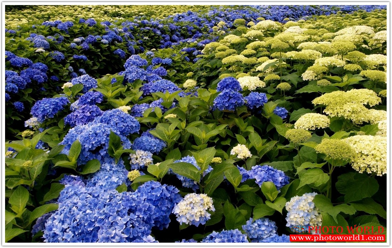 วอลเปเปอร์รูปภาพติดผนังสั่งทำ มีภาพให้เลือกกว่า 50,000 ภาพ ออกแบบกราฟฟิค หรือ รูปภาพตามที่ท่านกำหนด ในสไตล์ท่านเอง "custom made"