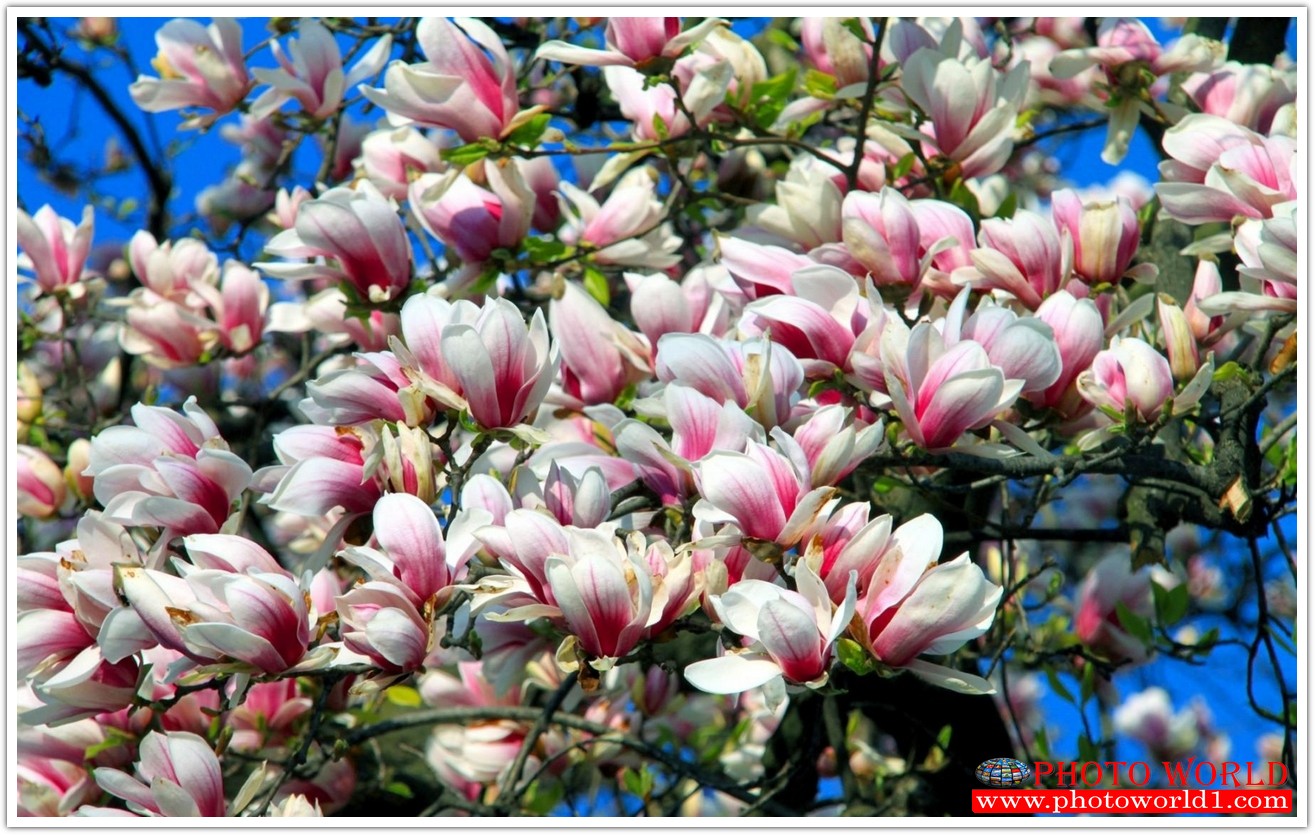 วอลเปเปอร์รูปภาพติดผนังสั่งทำ มีภาพให้เลือกกว่า 50,000 ภาพ ออกแบบกราฟฟิค หรือ รูปภาพตามที่ท่านกำหนด ในสไตล์ท่านเอง "custom made"