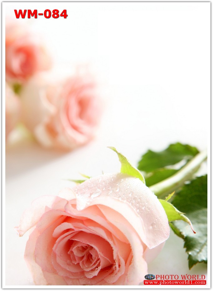 วอลเปเปอร์รูปภาพติดผนังสั่งทำ มีภาพให้เลือกกว่า 50,000 ภาพ ออกแบบกราฟฟิค หรือ รูปภาพตามที่ท่านกำหนด ในสไตล์ท่านเอง "custom made"