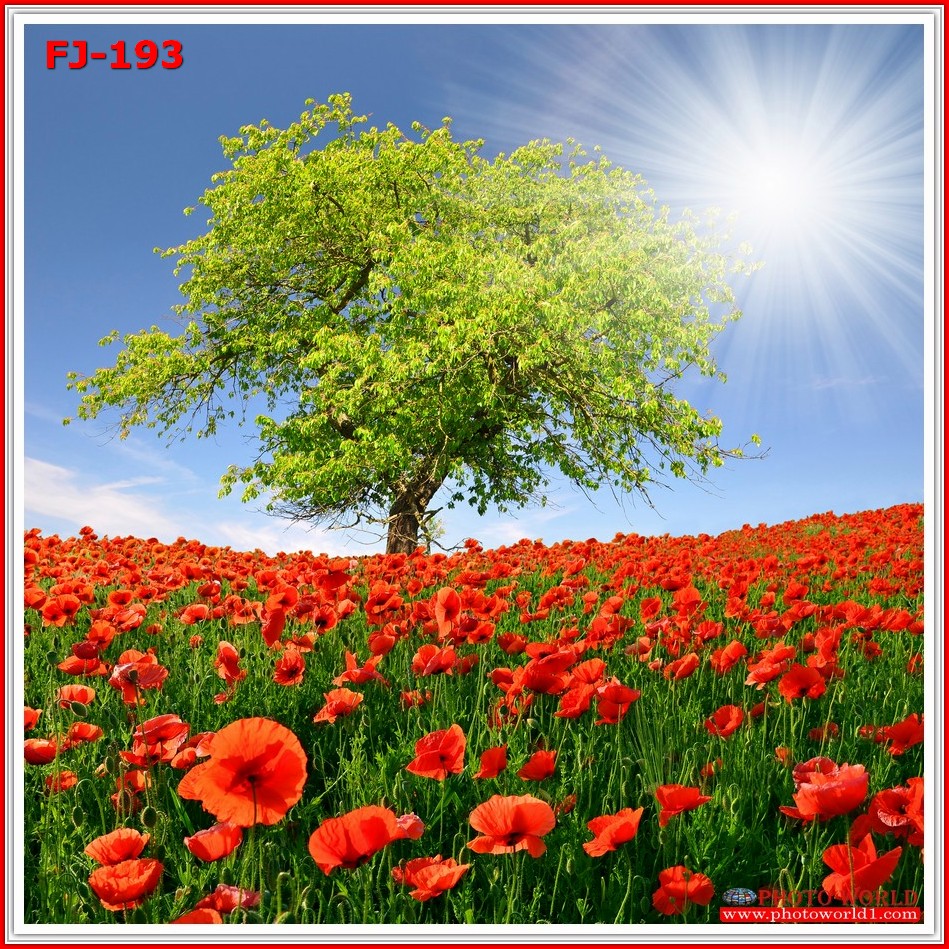 วอลเปเปอร์รูปภาพติดผนังสั่งทำ มีภาพให้เลือกกว่า 50,000 ภาพ ออกแบบกราฟฟิค หรือ รูปภาพตามที่ท่านกำหนด ในสไตล์ท่านเอง "custom made"