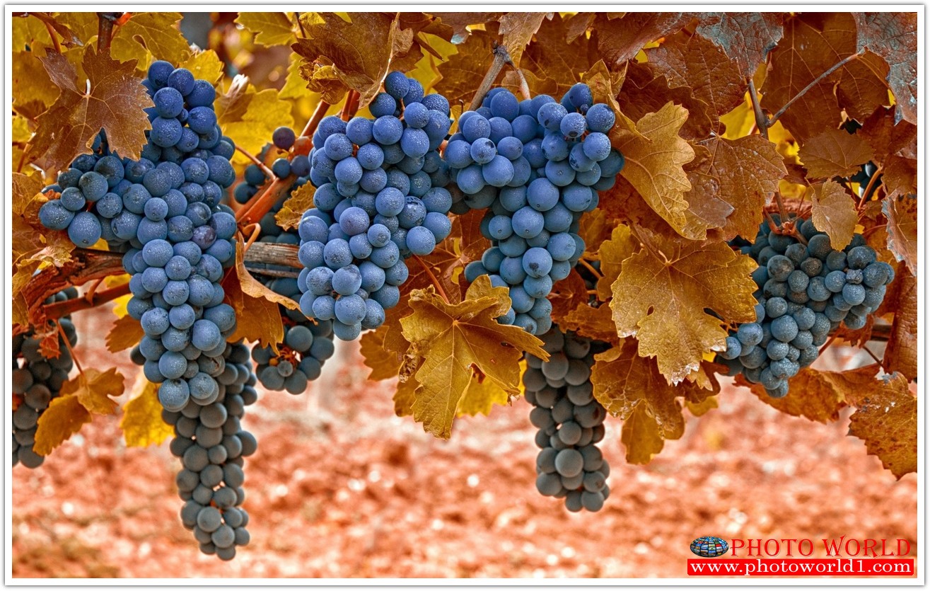 วอลเปเปอร์รูปภาพติดผนังสั่งทำ มีภาพให้เลือกกว่า 50,000 ภาพ ออกแบบกราฟฟิค หรือ รูปภาพตามที่ท่านกำหนด ในสไตล์ท่านเอง "custom made"