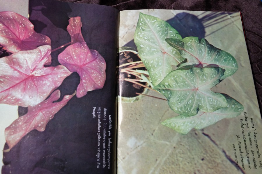 ตำนานบอนสี โดย เจริญ สุขพงษ์ ปกเเข็ง 200 หน้า ปี 2524