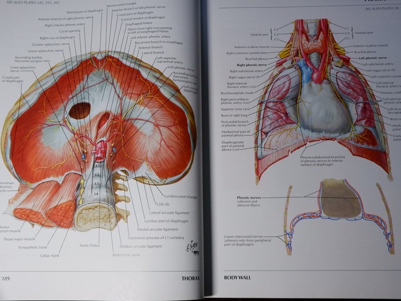 Atlas of Human Anatomyของ Frank H. Netter, MD